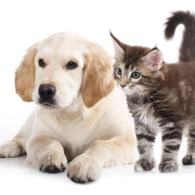 12 Things To Remember Before Bringing A Pet