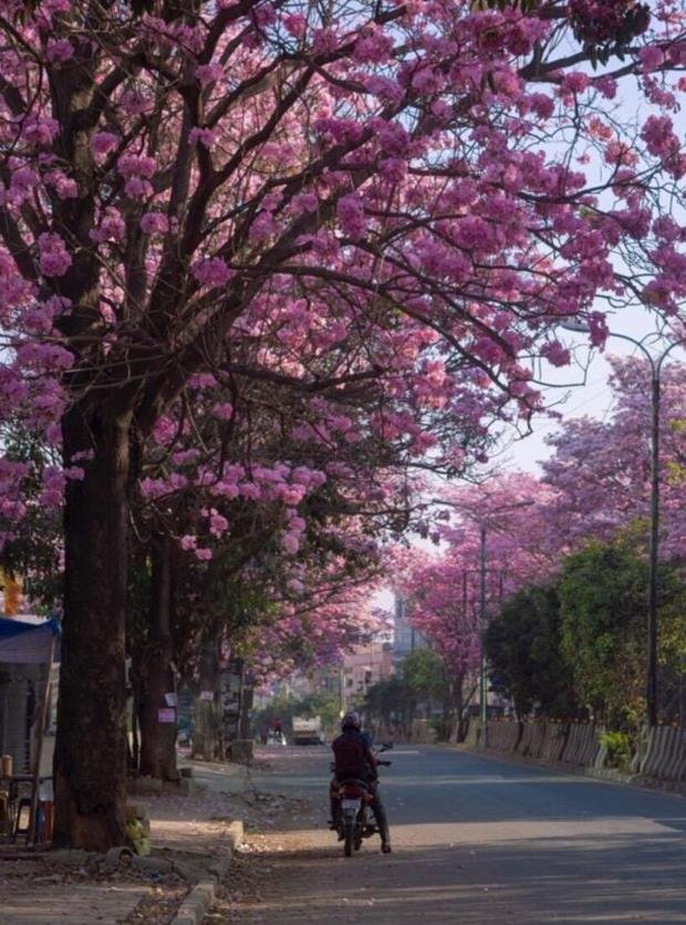 Bengaluru Turns Pink